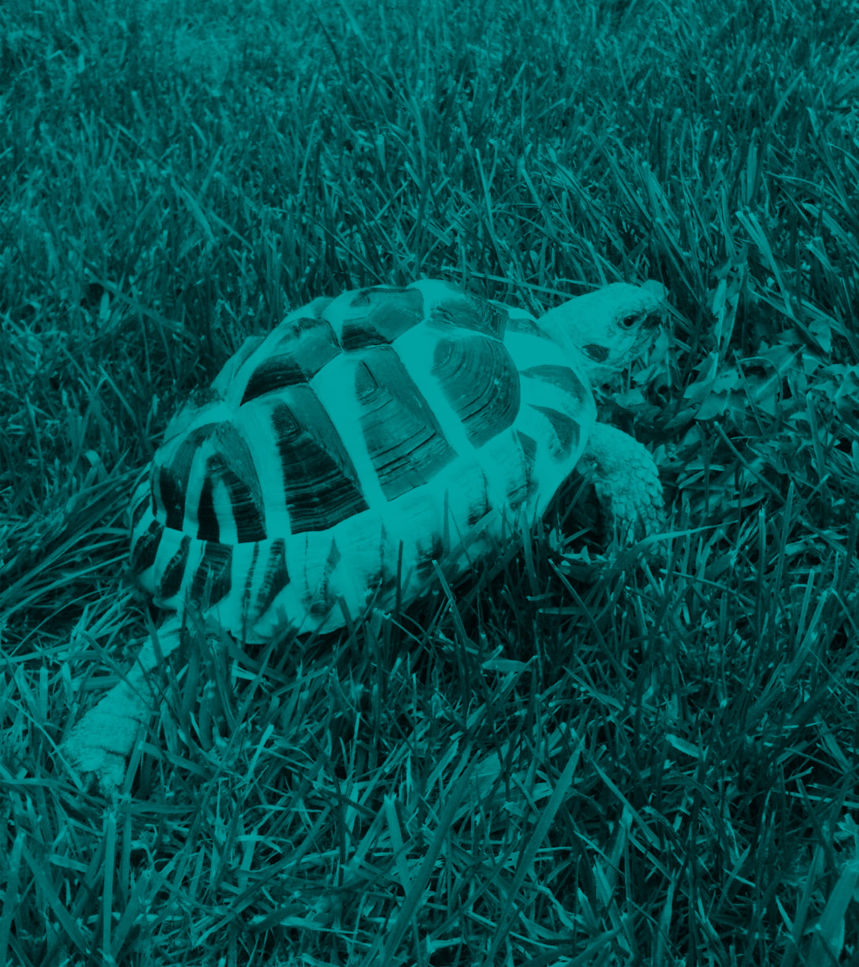 Tortoise1