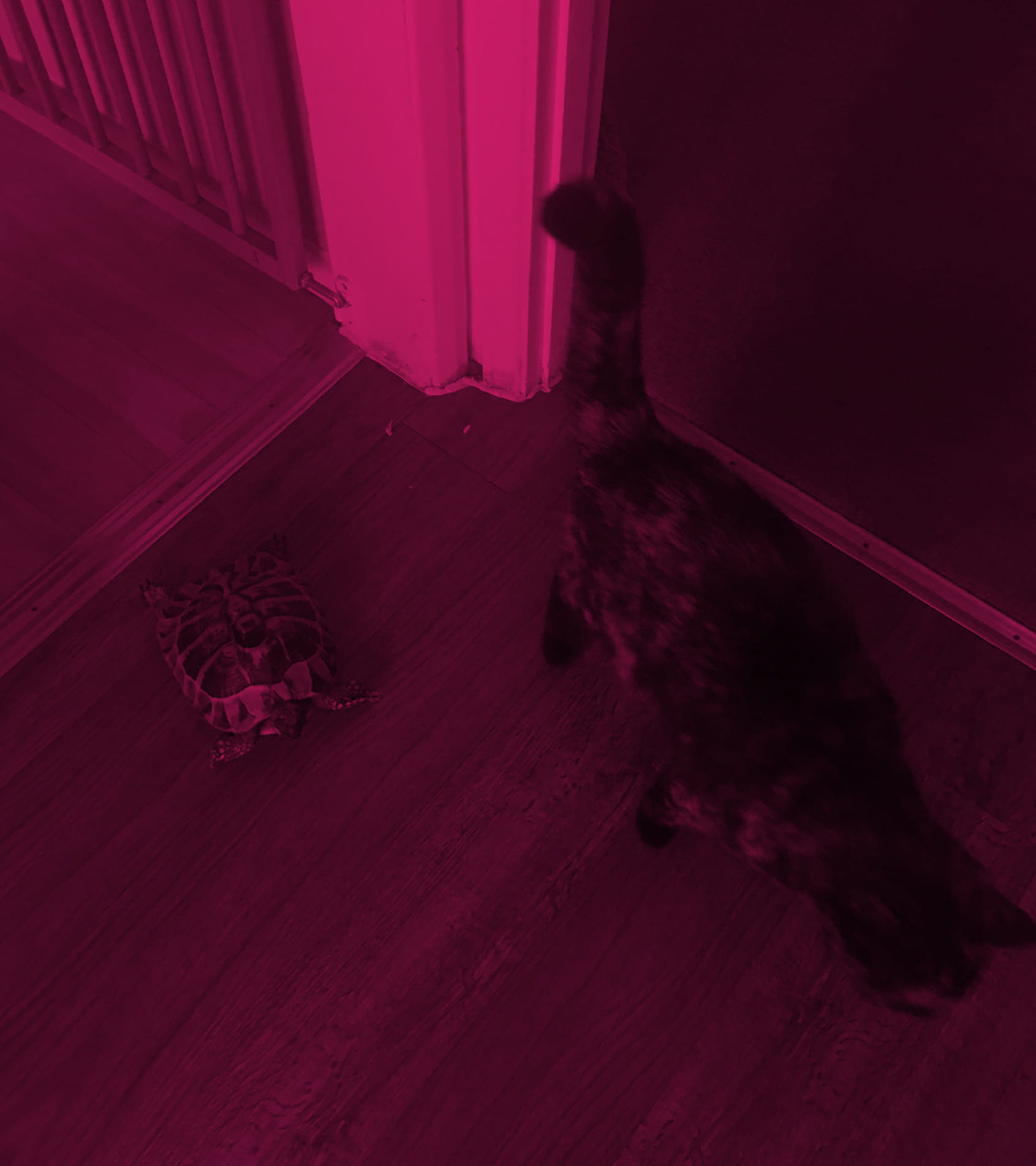 Tortoise2