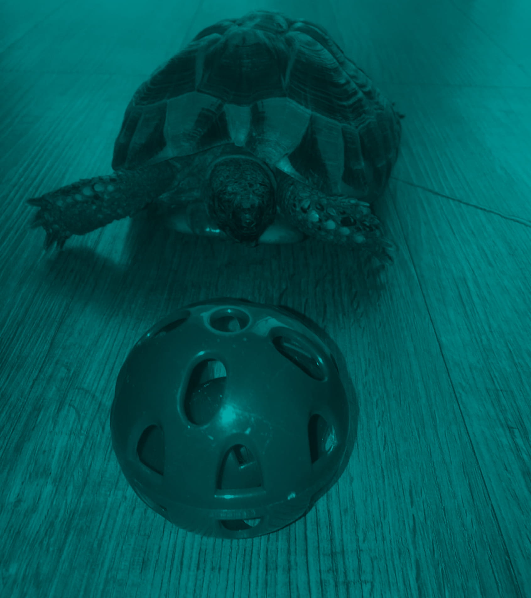Tortoise3