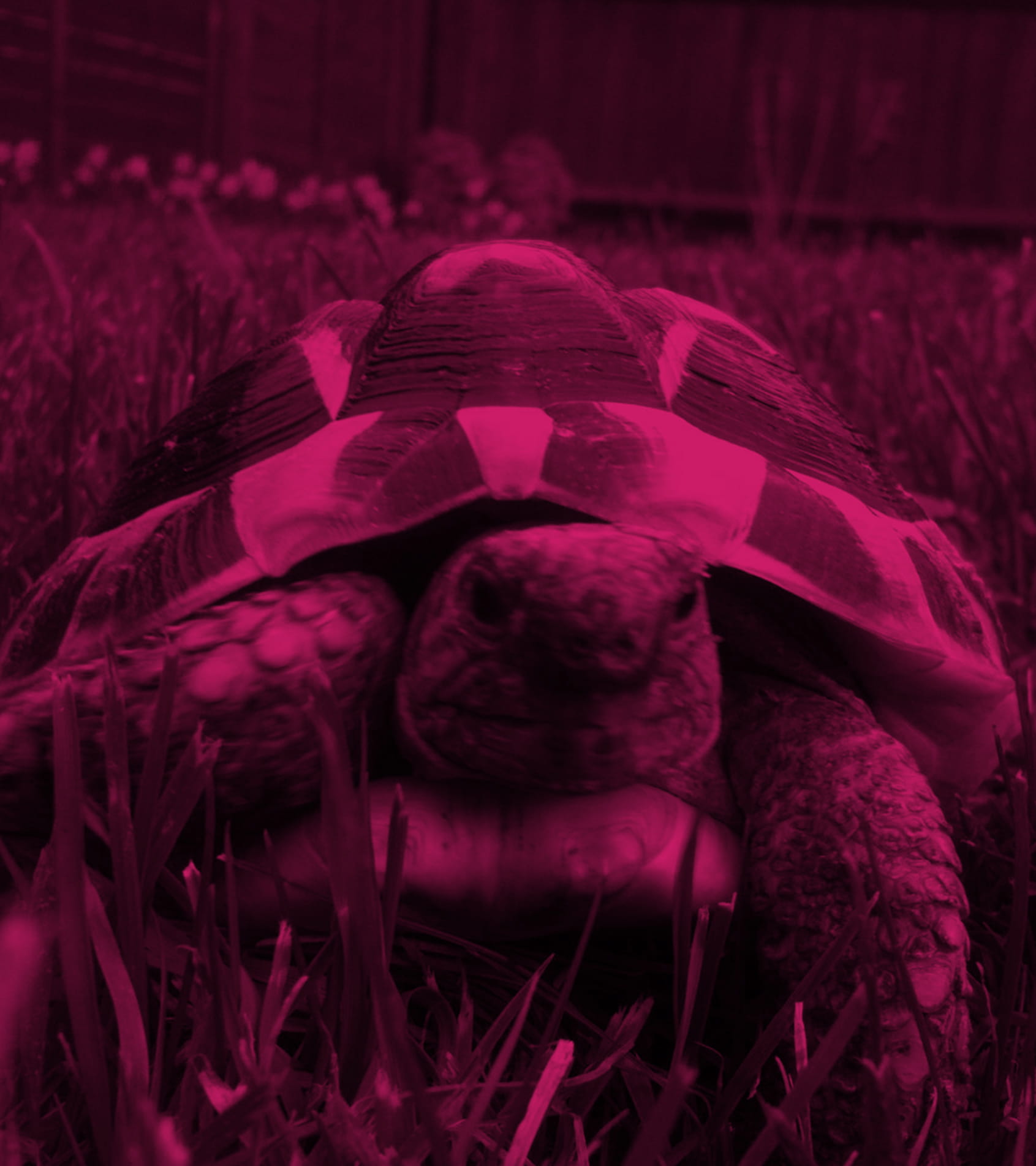 TTortoise4